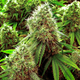 Cannabis. AP